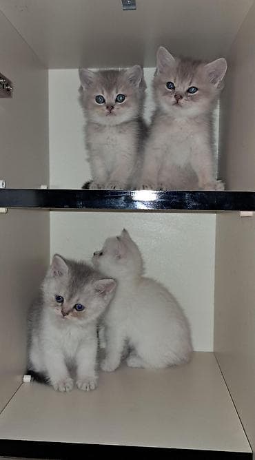 Кошки: Британская, Самовывоз — 8