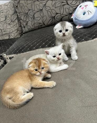 шотландская вислоухая кошка цена в баку: Şotland yastı qulaq, Erkək, Dişi, Ünvandan götürmə — 4