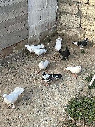 quş üçün qəfəs: 8 dənə göyərcin 2 erkey 6 maya Hamısı birlikdə 30 manat Tək tək — 1