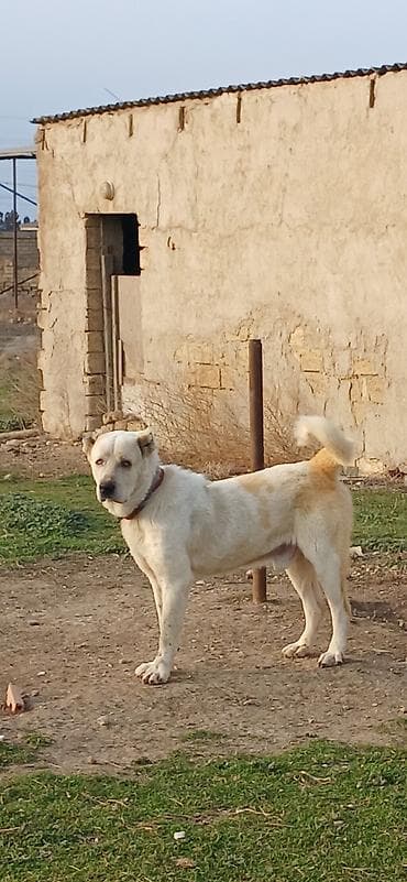 pulsuz itler: Alabay, 2 il, Erkek — 4