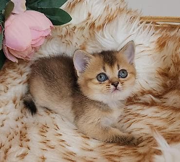 şopard sep: Qızıl şinşilla, Dişi, Ödənişli çatdırılma, Rayonlara çatdırılma, Ünvandan götürmə — 2