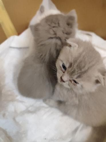 balaca pişikler: Atası şinşila anası şotland pişik balaları satılır 2 erkek dik qulaq — 7