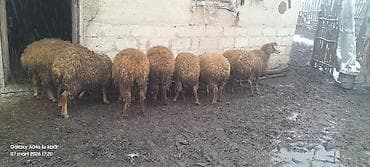 yerli keçi: Qoyunlar – ət və yun istiqaməti - Şəkillərdə qrup halında saxlanılan — 2