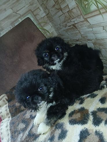 Pekines