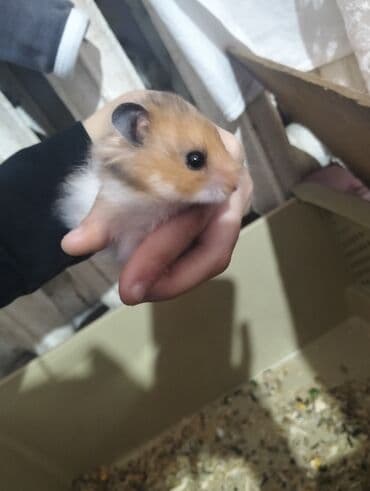 купить хомяка в баку: Hamster (Suriya/long‑haired tipinə bənzər) - Rəng: açıq qəhvəyi–ağ — 3