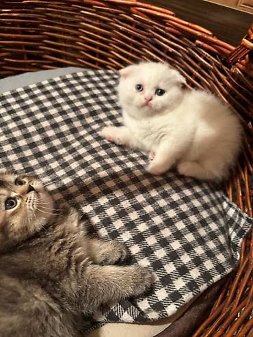 alisanın pişiyinin adı nədir: Şinşilla — 3