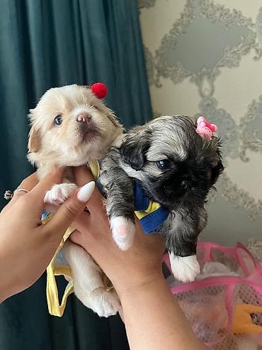 balaca it: Pekines, 1 ay, Dişi, Ünvandan götürmə — 1