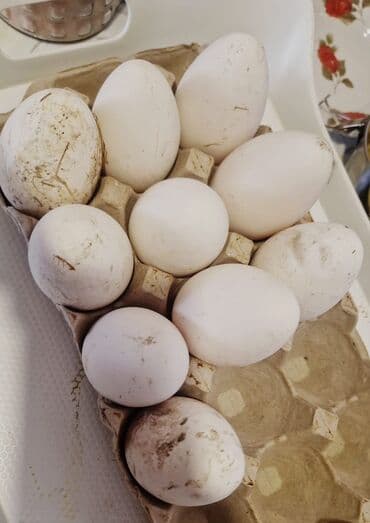 Süd: Roma ağ qaz yumurtasıdır mayalı 1əd 3 manat şəki və mincəçevirə — 1