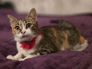 pişik satışı bakı: Dişi, Yaxşı əllərə — 2