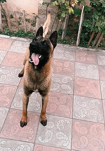 it qiymeti: Belçika çoban iti, 9 ay, Erkek, Peyvəndli, Ünvandan götürmə — 3