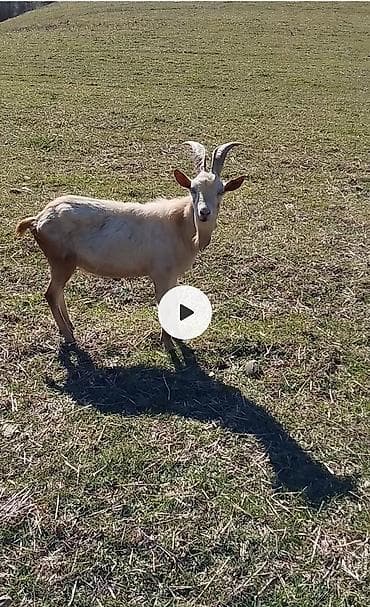 Keçilər, çəpişlər: Cins: keçi (, təmiz sanen təkəsi) Rəng: açıq krem/ satılır :real — 1