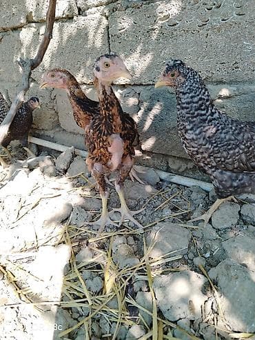 cuca: 3 ayliq heyrati cuceleri tam saglamdir 5 ededir tek satilmir unvan — 1