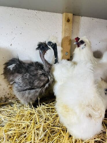 3 toyuq 3 gune 3 yumurta: Toyuq, Damazlıq, Ünvandan götürmə — 4