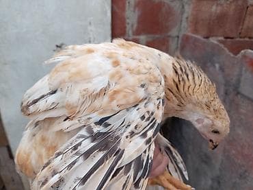 kend colpalari: Toyuq, Damazlıq, Ünvandan götürmə — 7