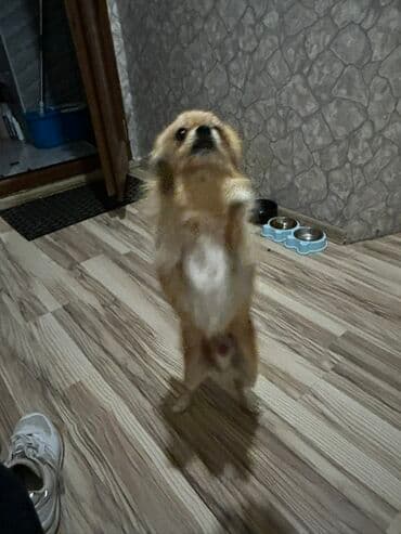 ingilis setter it cinsinin digər adı: Şpitz — 5