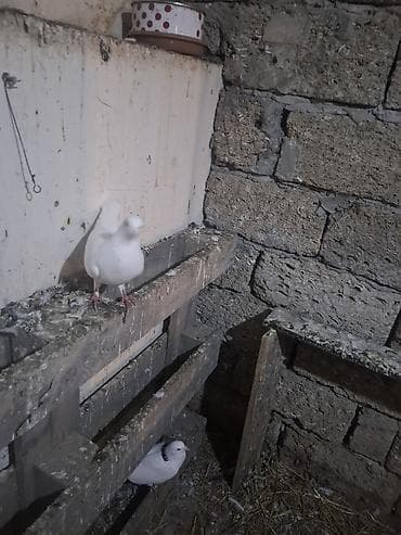 Ağ rəngli göyərçinlər tutulmadı - Növ: Ev göyərçini (tam ağ rəng