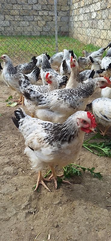 kend toyugu: Məhsul: Yerli toyuqlar (yumurta-ət tipi) Təsvir: - Ağ əsas rəngli — 2