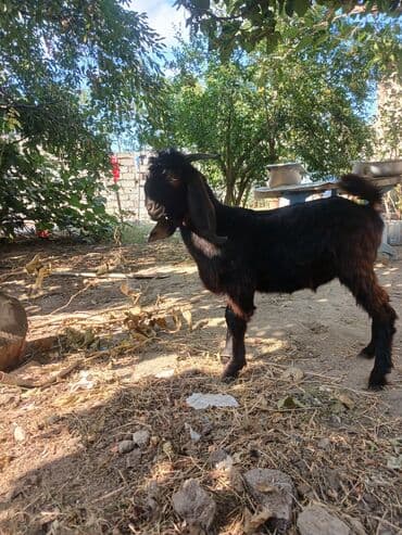 hələb kecisi satılır: Erkək, Hələb, il: >10, 12 kq, Damazlıq, Ətlik, Ödənişli çatdırılma — 1