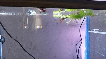 bakıda cücə satışı: Quppi, Sülhsevər, Ünvandan götürmə — 5