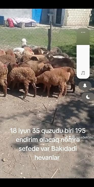 Mal-qara: 35 baş quzu satılır. - Say: 35 ədəd - Növ: yerli quzu (qarışıq — 2