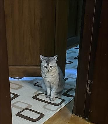 pişik cüt: Britan, Erkək, Cütləşmə üçün — 5