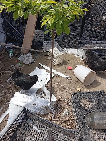 kürd toyuq: Toyuq, Damazlıq — 3