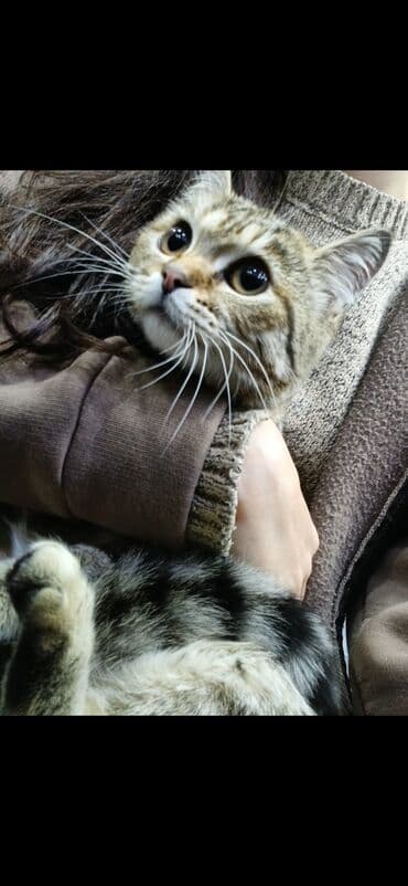 qax heyvanlar: Tabbi — 1