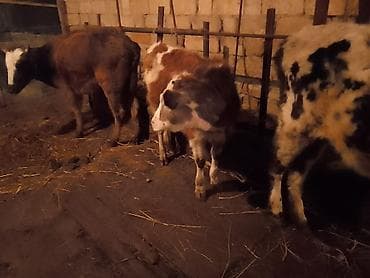 Atlar: Dana, buzov, Dişi, Simental, ay: 1, 100 kq, Ətlik, Ödənişli çatdırılma — 4