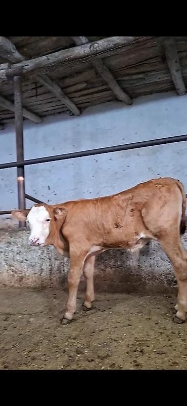 Mal-qara: Simmental cinsinə yaxın, açıq qəhvəyi rəngli, ağ üzlü dana. - — 7