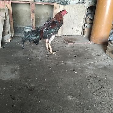 cin bildircin: Iyun becesidi cox hundur becedi bir defe iki su mesq eliyib cinsli — 3