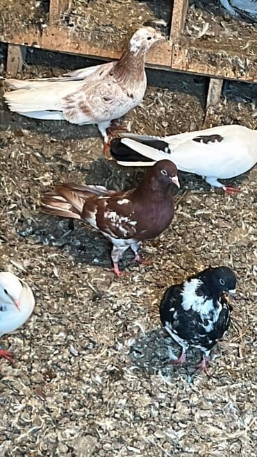 Tutulma qırmızı çil qiymet sondur lalafo.az -da Tutulma qırmızı çil qiymet sondur