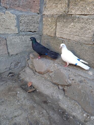 İtlər: 3 ü bir yerdə 15 azn. - Rənglər: 2 ədəd ağ, 1 ədəd qara. - Ayaqlarda — 5