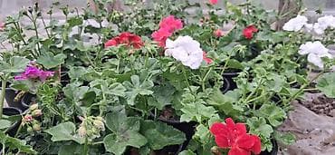 ramaska gulu sekilleri: Məhsul: Saksıda sardunya (Pelargonium) – müxtəlif rənglərdə [TƏK — 9
