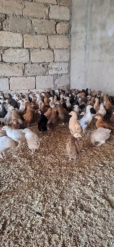 cuce yemi: Toyuq cücələri, Damazlıq — 2