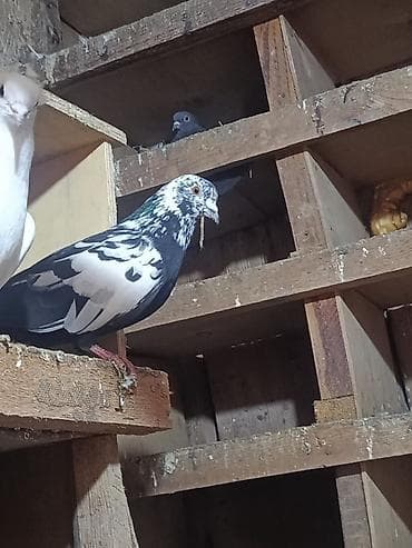 Heyvanlar üçün mallar: Cins göyərçinlər – dekorativ və uçuş üçün Hər birinin öz qiyməti var — 8