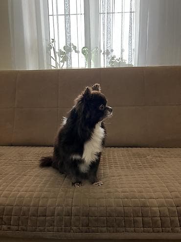 çixuaxua: Çixuahua, 3 il, Erkek, Cütləşmə üçün, Ünvandan götürmə — 6