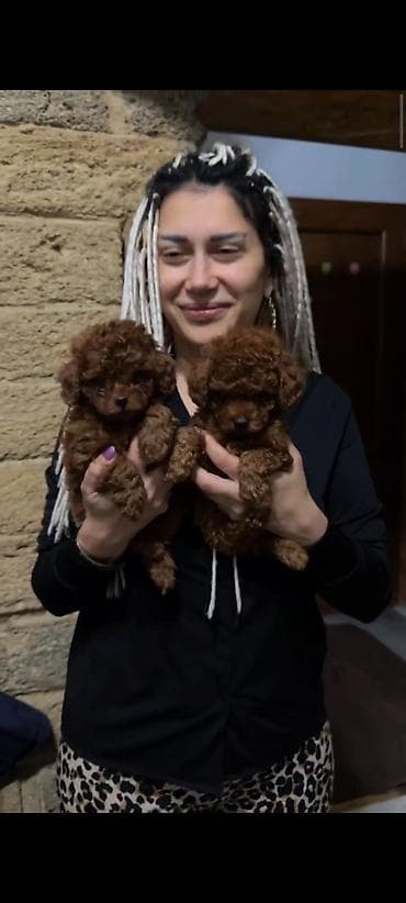 it az: Pudel, 2 ay, Dişi, Peyvəndli, Ünvandan götürmə — 6