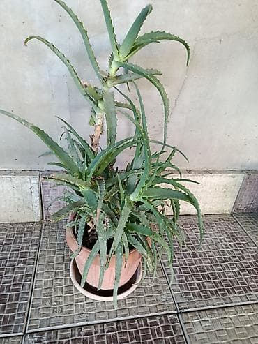 şpon nedir: Aloe vera (sukkulent) – iri və məhsuldar ana koldan çoxlu pöhrə verən — 1