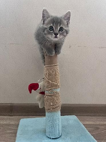 pişiy: Şotland — 3