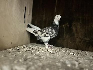 Ev göyərçinləri satılır – müxtəlif rəng və naxışlarda Məhsul — 7