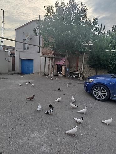 Yer göyərçinləri – müxtəlif rəng və növlər - Ağ, qara, qəhvəyi və ala