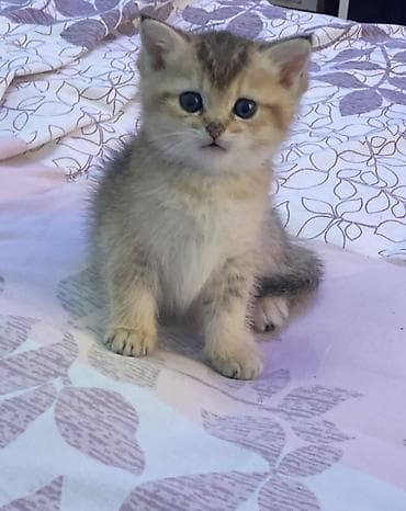 pisik şotlant: Britan, Erkək — 2