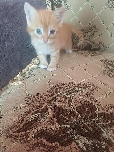 pisi: Zəncirbəndli naxışlı xalça fonunda görünən şirin balaca pişik balası — 1