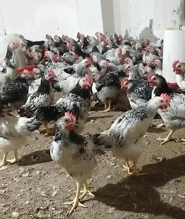 Toyuq, Adler, Damazlıq, Pulsuz çatdırılma lalafo.az -da Toyuq, Adler, Damazlıq, Pulsuz çatdırılma