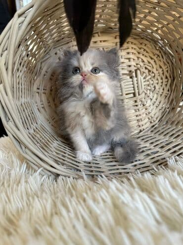 şotlan pişik: Şotland yastı qulaq, Erkək, Dişi, Yaxşı əllərə, Ünvandan götürmə, Pulsuz çatdırılma, Ödənişli çatdırılma — 192