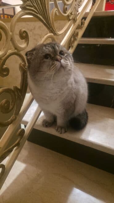 Şotland yastı qulaq, Erkək lalafo.az -da Şotland yastı qulaq, Erkək