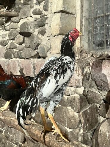 Gəmiricilər: 8 ayna keçibdi real almax isdiyən problayıb ala bilər — 2