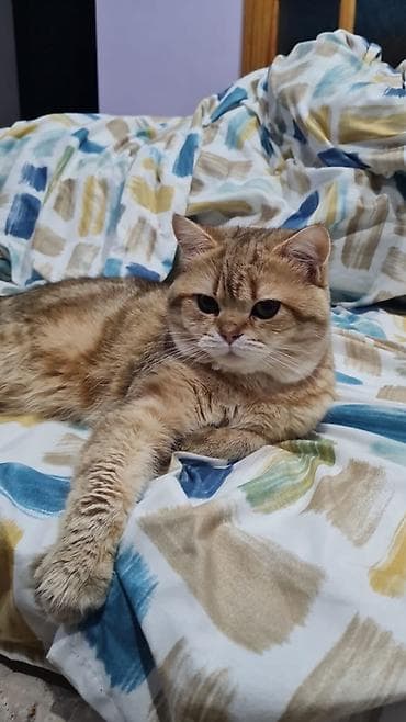 Птицы: Золотая шиншилла — 3