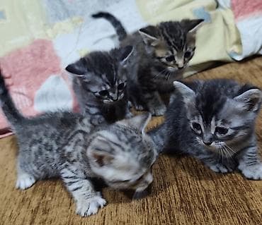 pulsuz pişiy: Yaxşı əllərə, Pulsuz çatdırılma — 4