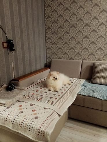 az.siberian: Şpitz, 8 ay, Erkək, Cütləşmə üçün, Ünvandan götürmə — 5